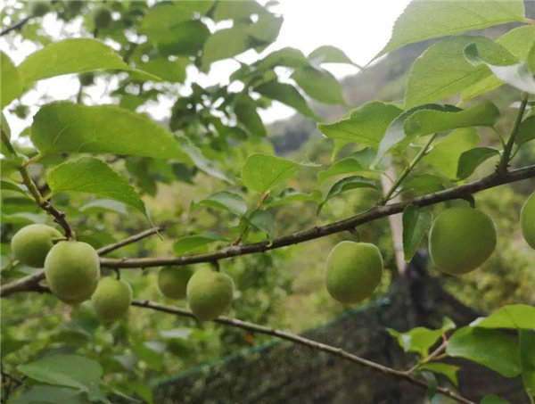 博行天下俱乐部走进从化十登的第二峰-鸡枕山     -17