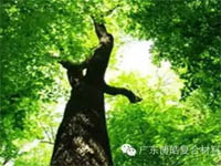 【博皓感悟】欲为大树,莫与草争 【博皓感悟】欲为大树,莫与草争